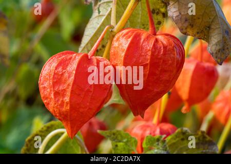 Physalis alkekengi var. franchetii 'Zwerg' Frucht mit Schale allgemein bekannt als chinesische Laterne Stockfoto