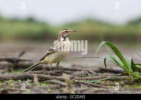 Jungtiere Western Yellow Wagtail (Motacilla flava) bei Schachtteiche bei Calbe. Stockfoto