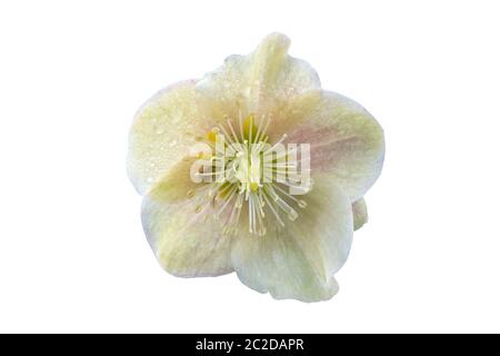 Helleborus x ballardiae 'Zimt Schnee' eine Winterfrühlingsblüte, die auf weißem Hintergrund herausgeschnitten und isoliert ist Stockfoto