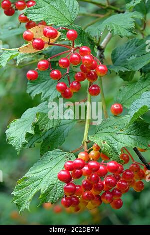 Die reifen Beeren aus dem Schneeball Viburnum opulus Stockfoto