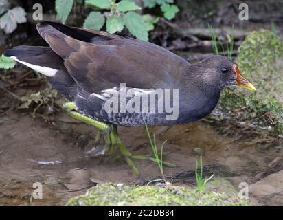 Teichschiene Gallinula chloropus aus dem Leimbach in Wiesloch Stockfoto