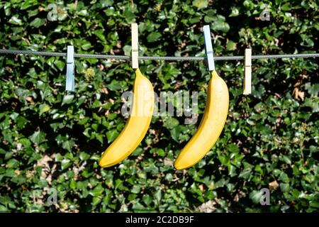 Zwei Bananen hängen an einem Draht, der in der offenen Luft Stockfoto