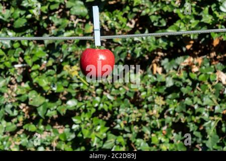 Ein Apple hängen an einem Draht, der in der offenen Luft Stockfoto