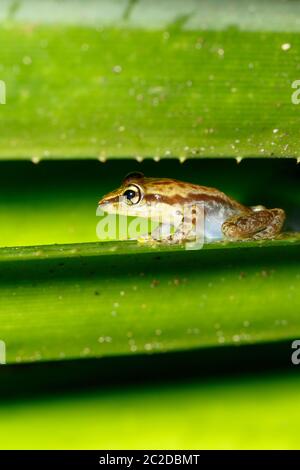 Kleiner Frosch Boophis rhodoscelis, Froscharten, die in den Mantellidae Familie. Masoala Nationalpark, Madagascar Wildlife und Wüste Stockfoto