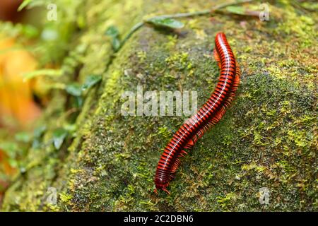 Regenwald Tausendfüßler. Madagassischen Feuer Tausendfüßler, pres. Aphistogoniulus Corallipes in Masoala Nationalpark in Madagaskar Wildnis und Wüste Stockfoto