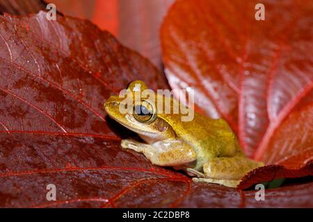 Small Tree Frog Boophis rhodoscelis, Froscharten, die in den Mantellidae Familie. Masoala Nationalpark, Madagascar Wildlife und Wüste Stockfoto