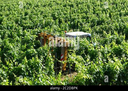 Traktor benutzt, um die Reben im Weinberg im Sommer zu beschneiden Stockfoto