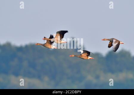 Ein Schwarm Graugänse in der Morgensonne Stockfoto