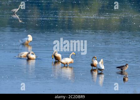 Singschwäne am Morgen in saxon Stockfoto