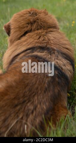 Braune tibetische Mastiff liegt im Gras Feld während eines Tages. Stockfoto