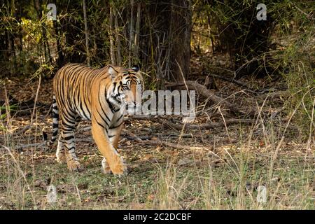 Königlicher Tiger aus dem Bambuswald im Bandhavgarh Nationalpark, Indien (Panthera tigris tigris) Stockfoto