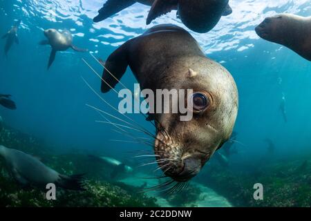 Südliche Seelöwen im Flachwasser, Halbinsel Valdes, Argentinien. Stockfoto
