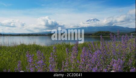 Berg Fuji in Kawaguchiko See mit Lavendelfeld Stockfoto