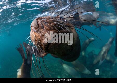 Südliche Seelöwen im Flachwasser, Halbinsel Valdes, Argentinien. Stockfoto