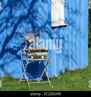 Daisy auf einem eisernen Stuhl, Sommerhaus Stockfoto