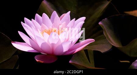 Magic rosa Wasser Lilie Blume glühende im romantischen Mondlicht auf dunkle Nacht Hintergrund Stockfoto