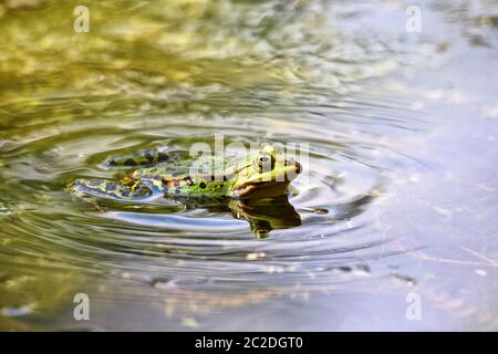 Naturfoto Teichfrosch Pelophylax esculentus Stockfoto