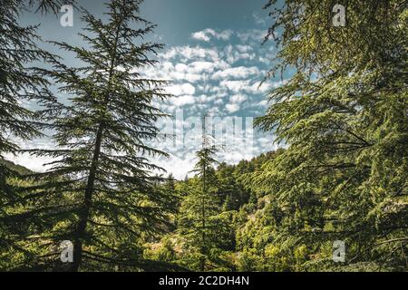 Erstaunlich großen Zedern über wunderschöne bewölkter Himmel Hintergrund, gefährdete Art von immergrünen Bäumen, majestätische Natur des Libanon, eco Tourismus Stockfoto