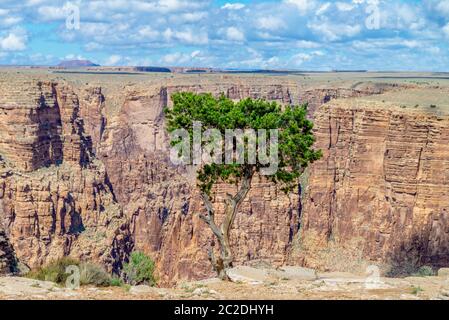 Anzeigen von Arizona's Little Colorado River Gorge, USA Stockfoto