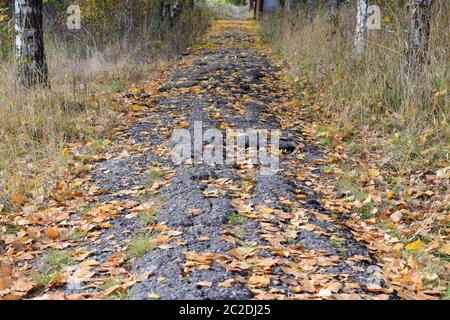 Sammlung von schönen bunten Herbstlaub. Grün, gelb und Orange und rot Stockfoto