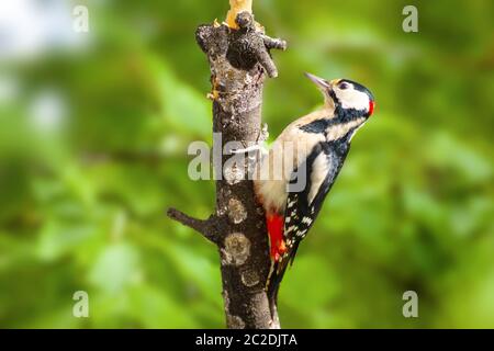 Buntspecht (Dendrocopos major) closeup auf grünem Hintergrund Stockfoto