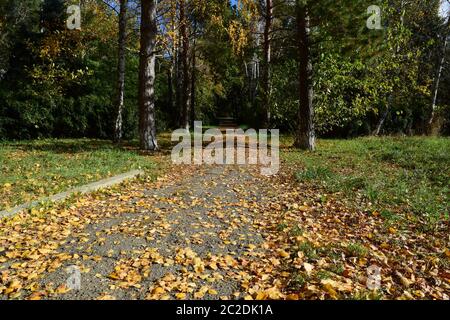 Sammlung von schönen bunten Herbstlaub. Grün, gelb und Orange und rot Stockfoto