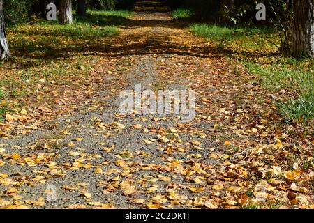 Sammlung von schönen bunten Herbstlaub. Grün, gelb und Orange und rot Stockfoto
