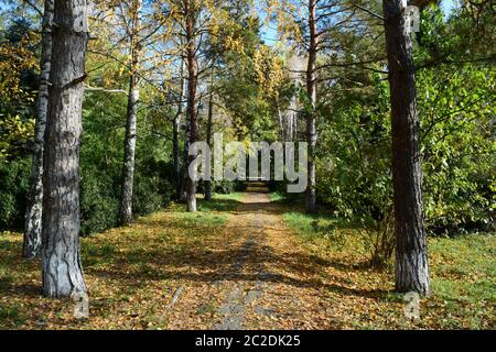 Sammlung von schönen bunten Herbstlaub. Grün, gelb und Orange und rot Stockfoto