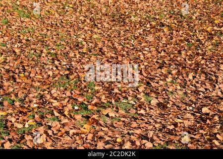 Strukturelle Hintergrund von gefallenen Blätter einer Pappel. Ein Teppich von Laub im Herbst. Die wurde Gelb Herbst trockene Blätter einer Pappel Stockfoto