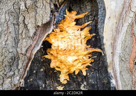 Schöne gelbe Zunder Pilz in einer hohlen Pappel. Stockfoto