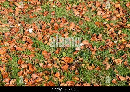 Strukturelle Hintergrund von gefallenen Blätter einer Pappel. Ein Teppich von Laub im Herbst. Die wurde Gelb Herbst trockene Blätter einer Pappel Stockfoto