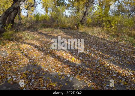 Herbst pappel Bäume werfen ihre Blätter. Herbst in der Natur. Stockfoto