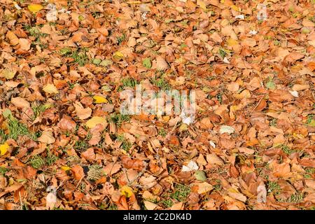 Strukturelle Hintergrund von gefallenen Blätter einer Pappel. Ein Teppich von Laub im Herbst. Die wurde Gelb Herbst trockene Blätter einer Pappel Stockfoto