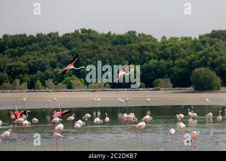 dubai, dubai Steet, Ras Al Khor Wildlife Sanctuary, Dubai, VAE, Tänzerin dubai Stockfoto