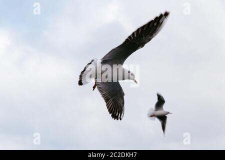 Nahaufnahme der beiden Möwen fliegen in den Himmel. Stockfoto