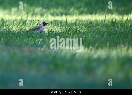 Grünspecht Picus viridis auf der Wiese Stockfoto