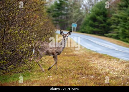 Ein Hirn in der Tierwelt von Nova Scotia Kanada Stockfoto