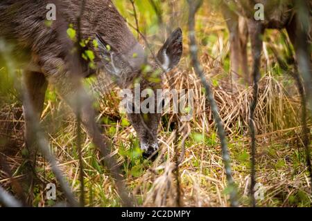 Ein Hirn in der Tierwelt von Nova Scotia Kanada Stockfoto