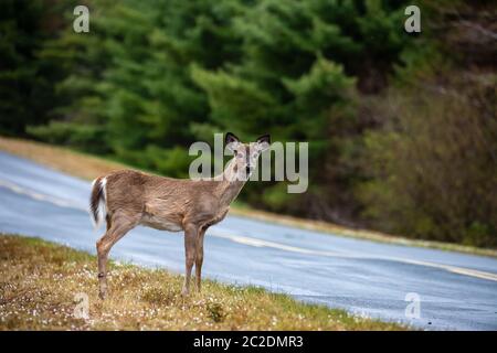 Ein Hirn in der Tierwelt von Nova Scotia Kanada Stockfoto