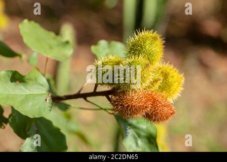 Imature Achiote Pods Achiote Bixa orellana Samen - annatto Bijol Würze Stockfoto