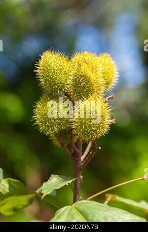 Imature Achiote Pods Achiote Bixa orellana Samen - annatto Bijol Würze Stockfoto