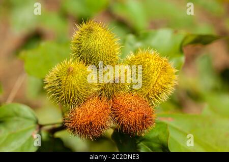 Imature Achiote Pods Achiote Bixa orellana Samen - annatto Bijol Würze Stockfoto