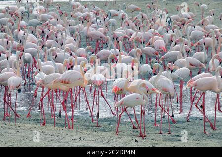 dubai, dubai Steet, Ras Al Khor Wildlife Sanctuary, Dubai, VAE, Tänzerin dubai Stockfoto