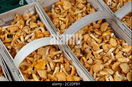 Schließen Sie gelbes essbare Pilze Pfifferlinge (Cantharellus Cibarius) in wicker Holz- Warenkorb im Einzelhandel, Display, hohe Betrachtungswinkel Stockfoto