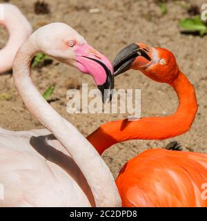 Zwei Flamingo Köpfe rosa und rot Farbe herzförmig Stockfoto
