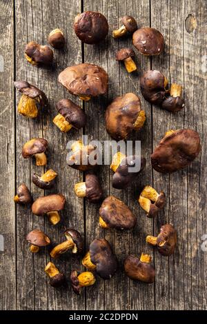 Eine Menge von Steinpilzen auf alten Holztisch. Ansicht von oben. Stockfoto