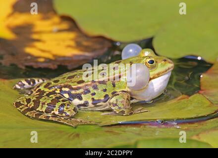 Quakender Teichfrosch oder Wasserfrosch Pelophylax esculentus mit Schallblasen Stockfoto