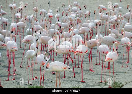 dubai, dubai Steet, Ras Al Khor Wildlife Sanctuary, Dubai, VAE, Tänzerin dubai Stockfoto