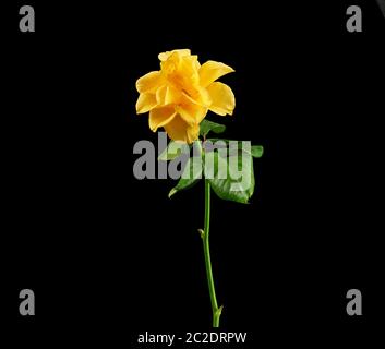 Bud einer blühenden gelbe Rose mit grünen Blättern auf schwarzem Hintergrund, Nahaufnahme Stockfoto