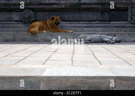 Zwei niedliche streunende Hunde liegen auf der Straße, der graue schläft und der braune Hund ist wach, schönes Fell Stockfoto